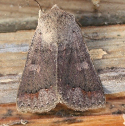 Unidentified Noctuoid moth (except Arctiinae) at Tathra, NSW - 28 Jul 2022 by KerryVance