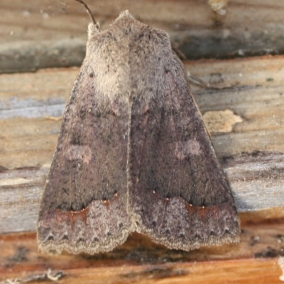 Pantydia diemeni (Erebinae) at Tathra, NSW - 29 Jul 2022 by KerryVance2