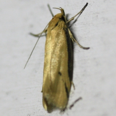 Unidentified Concealer moth (Oecophoridae) at Tathra, NSW - 18 Nov 2016 by KerryVance