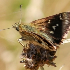 Atkinsia dominula (Two-brand grass-skipper) at Mount Clear, ACT - 19 Feb 2023 by Sarah2019