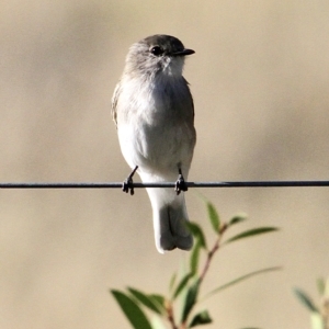 Microeca fascinans at Murrumbateman, NSW - 25 Feb 2023 08:31 AM