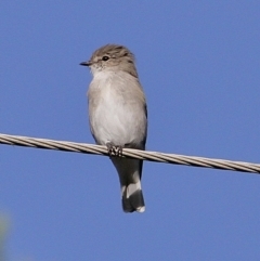 Microeca fascinans at Murrumbateman, NSW - 25 Feb 2023 08:31 AM