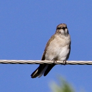 Microeca fascinans at Murrumbateman, NSW - 25 Feb 2023 08:31 AM