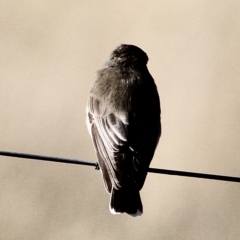 Microeca fascinans at Murrumbateman, NSW - 25 Feb 2023 08:31 AM