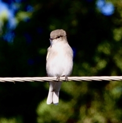 Microeca fascinans at Murrumbateman, NSW - 25 Feb 2023 08:31 AM