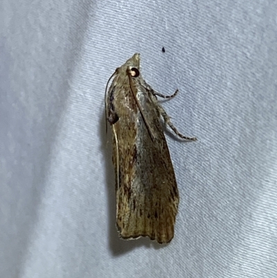 Galleria mellonella (Greater Wax Moth) at QPRC LGA - 15 Feb 2023 by Steve_Bok