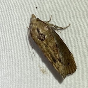 Galleria mellonella at Jerrabomberra, NSW - suppressed