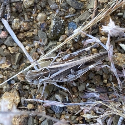 Austroicetes pusilla (Grasshopper, Locust) at Molonglo River Reserve - 15 Feb 2023 by Steve_Bok