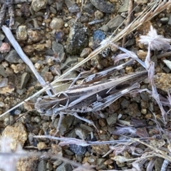 Austroicetes pusilla (Grasshopper, Locust) at Stromlo, ACT - 15 Feb 2023 by Steve_Bok