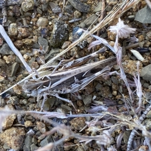 Austroicetes pusilla at Stromlo, ACT - 16 Feb 2023