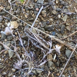 Austroicetes pusilla at Stromlo, ACT - 16 Feb 2023