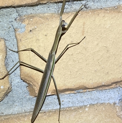 Tenodera australasiae at QPRC LGA - 17 Feb 2023 by Steve_Bok