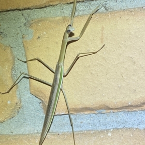 Tenodera australasiae at Jerrabomberra, NSW - suppressed