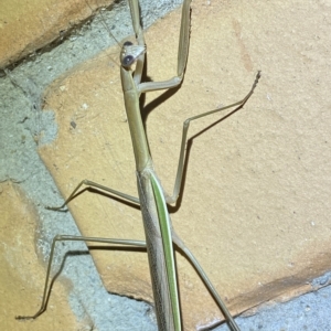 Tenodera australasiae at Jerrabomberra, NSW - suppressed