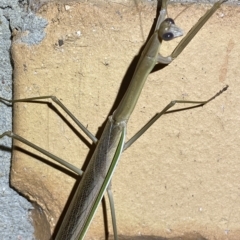 Tenodera australasiae at Jerrabomberra, NSW - suppressed