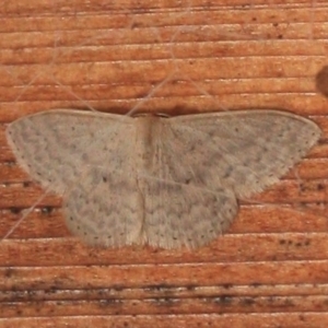 Scopula optivata at Tathra, NSW - 22 Mar 2022 09:25 AM