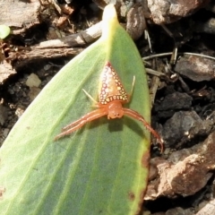 Arkys walckenaeri (Triangle spider) at Burradoo - 24 Feb 2023 by GlossyGal