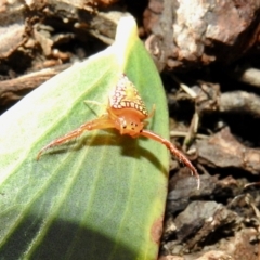 Arkys walckenaeri at Burradoo, NSW - suppressed