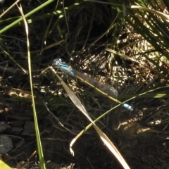 Ischnura heterosticta (Common Bluetail Damselfly) at Burradoo - 24 Feb 2023 by GlossyGal