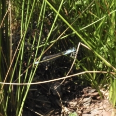 Ischnura heterosticta at Burradoo, NSW - suppressed