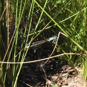 Ischnura heterosticta at Burradoo, NSW - suppressed