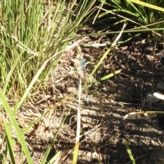 Ischnura heterosticta at Burradoo, NSW - suppressed