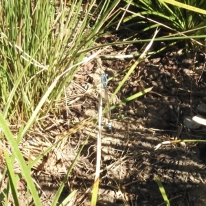 Ischnura heterosticta at Burradoo, NSW - 24 Feb 2023