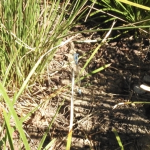 Ischnura heterosticta at Burradoo, NSW - suppressed