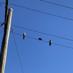 Columba leucomela (White-headed Pigeon) at Tathra Public School - 11 Feb 2023 by jks