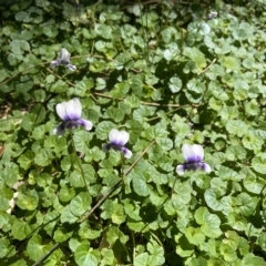 Viola banksii (Native Violet) - 25 Feb 2023 by mbmiyagi