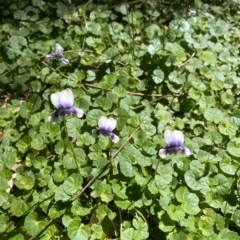 Viola banksii (Native Violet) at Undefined Area - 25 Feb 2023 by mbmiyagi
