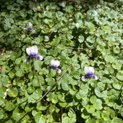 Viola banksii (Native Violet) at Cullendulla Creek Nature Reserve - 25 Feb 2023 by mbmiyagi