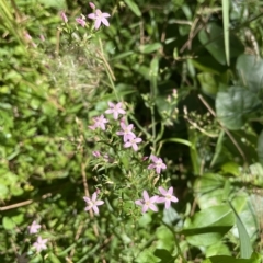 Centaurium sp. (Centaury) at Cullendulla Creek Nature Reserve - 25 Feb 2023 by mbmiyagi