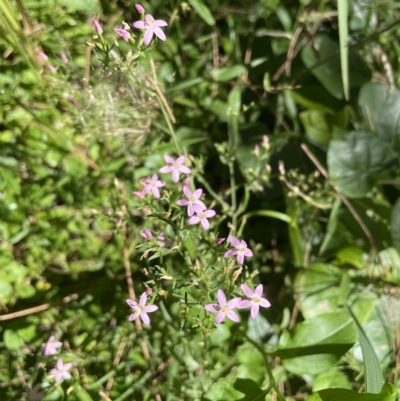 Centaurium sp. (Centaury) at Surfside, NSW - 25 Feb 2023 by mbmiyagi