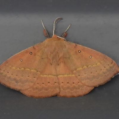 Anthela acuta (Common Anthelid) at Tidbinbilla Nature Reserve - 25 Feb 2023 by JohnBundock