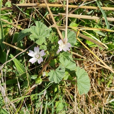 Malva neglecta (Dwarf Mallow) at Isaacs Ridge and Nearby - 25 Feb 2023 by Mike