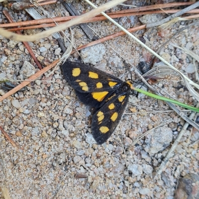 Asura cervicalis (Spotted Lichen Moth) at Isaacs Ridge and Nearby - 25 Feb 2023 by Mike