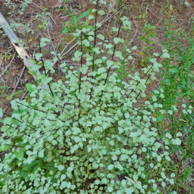 Pittosporum tenuifolium (Kohuhu) at Isaacs, ACT - 25 Feb 2023 by Mike