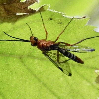 Unidentified Parasitic wasp (numerous families) at Burradoo, NSW - 17 Feb 2023 by GlossyGal