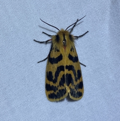 Ardices curvata (Crimson Tiger Moth) at Jerrabomberra, NSW - 17 Feb 2023 by Steve_Bok