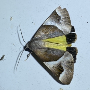 Niceteria macrocosma at Jerrabomberra, NSW - suppressed