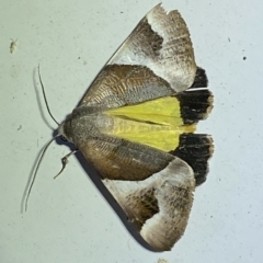Niceteria macrocosma at Jerrabomberra, NSW - suppressed