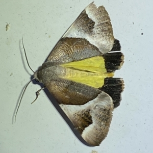 Niceteria macrocosma at Jerrabomberra, NSW - suppressed