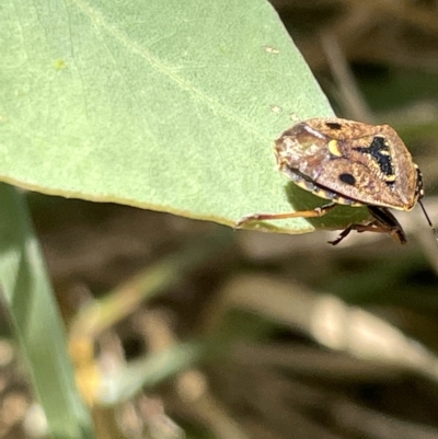 Cermatulus nasalis (Predatory shield bug, Glossy shield bug) at Mount Ainslie - 25 Feb 2023 by Hejor1