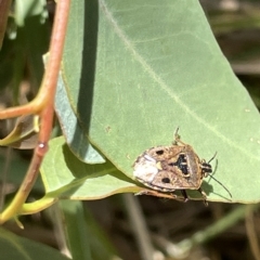 Cermatulus nasalis at Ainslie, ACT - 25 Feb 2023