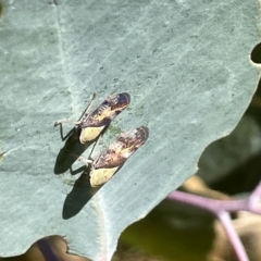 Brunotartessus fulvus (Yellow-headed Leafhopper) at Ainslie, ACT - 25 Feb 2023 by Hejor1