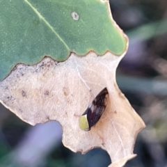 Brunotartessus fulvus at Ainslie, ACT - 25 Feb 2023