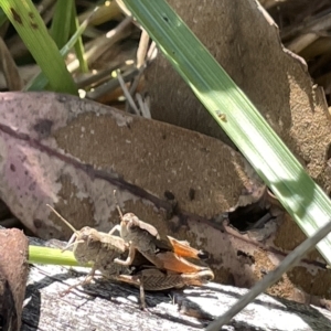 Phaulacridium vittatum at Ainslie, ACT - 25 Feb 2023