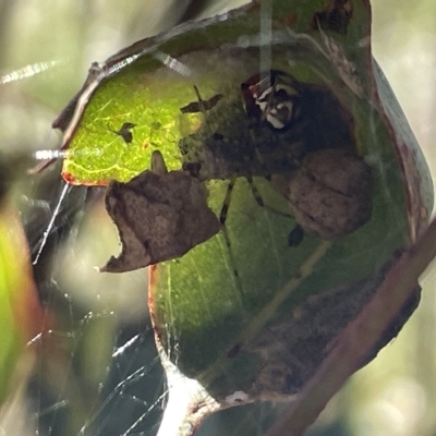 Phonognatha graeffei (Leaf Curling Spider) at Mount Ainslie - 25 Feb 2023 by Hejor1