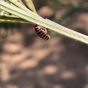 Jalmenus sp. (genus) at Ainslie, ACT - 25 Feb 2023